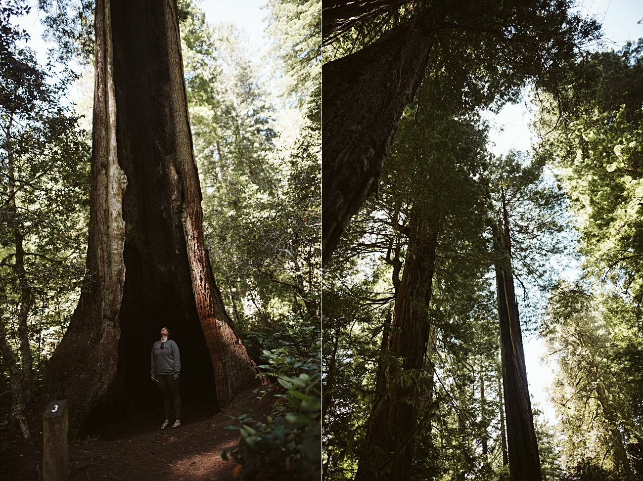 Camping in Redwoods National Park, Redwoods Travel Guide, Travel Photographer
